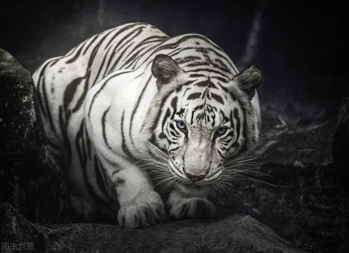 最帅气的存在—黑豹,比白虎更加稀有,黑色却影响交配