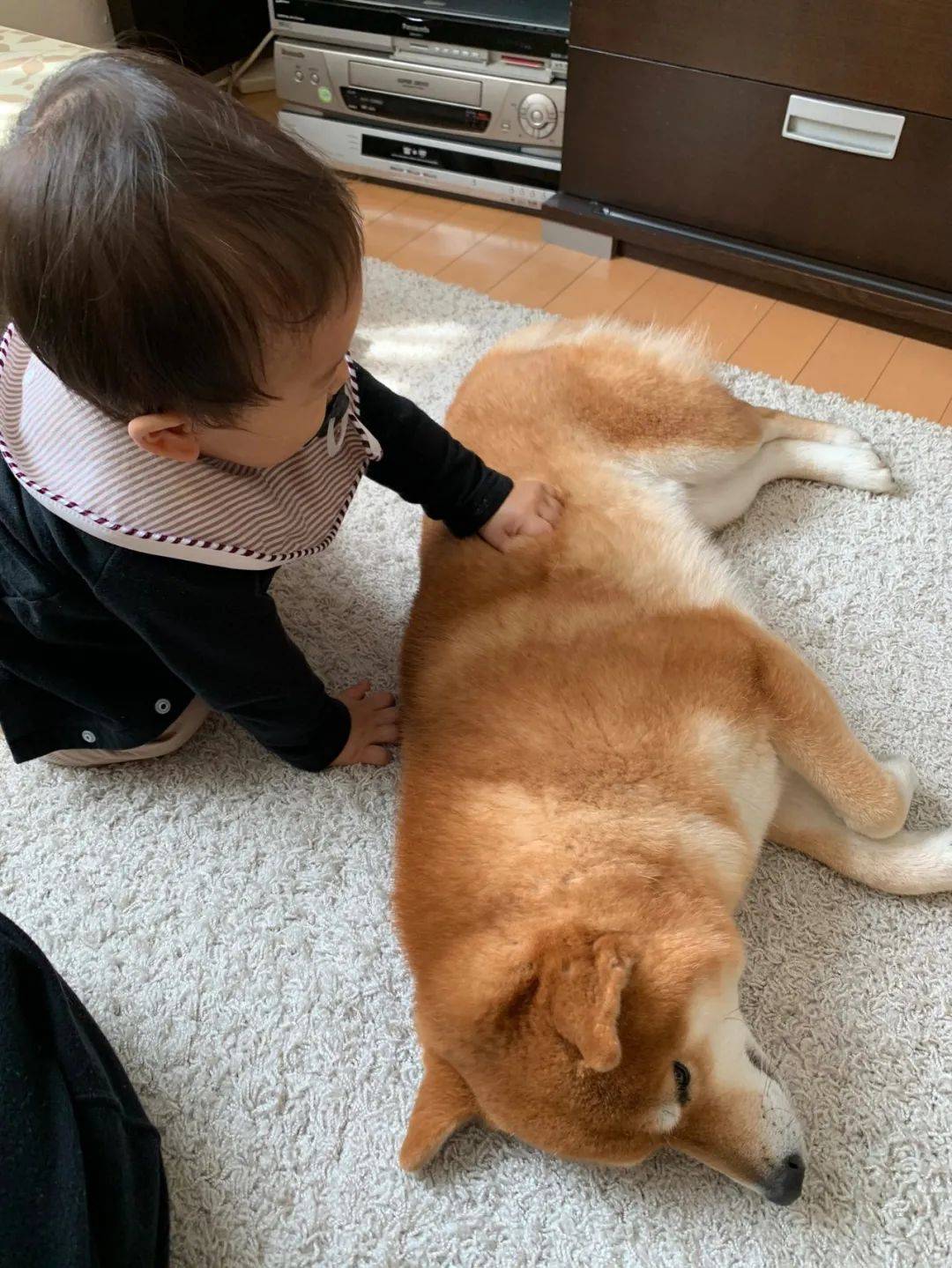 原创日本有只爱告状的柴犬和小主人在一起的日常笑翻无数网友