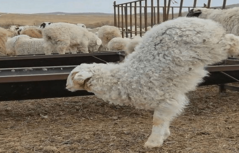 羊直立行走把鸡诱骗进小黑屋?难道要成精?科学解释这一事件