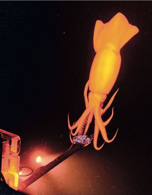 深海里的追光者_伊迪丝·威德_海洋_水母