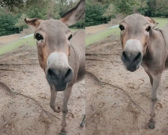 飞机耳大哭讨摸_索菲_多米尼克_感情