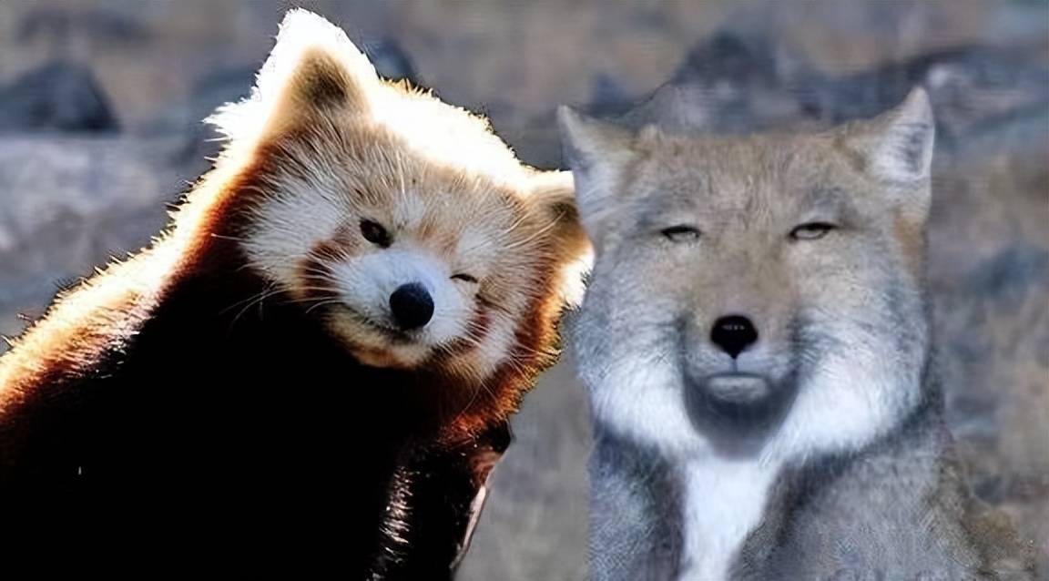 小亮在露脸的节目后,被大家一致认为像动物界的藏狐,于是,藏狐主任的