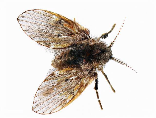 原创卫生间里面类似小飞蛾的那种小虫子是什么如何消灭