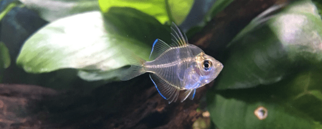 原创透明的鱼叫什么玻璃拉拉的寿命