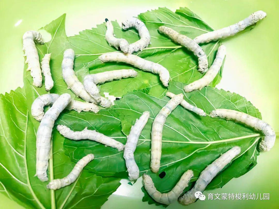 育文蒙特梭利幼儿园:会吐丝的蚕宝宝_活动_生命_过程