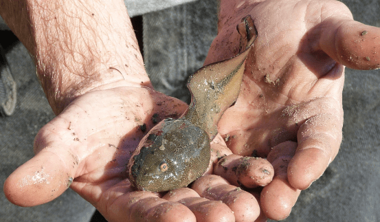 不合理蛙一般指奇异多指节蟾,蝌蚪大小是成年蛙的3-4倍,长度一般为22