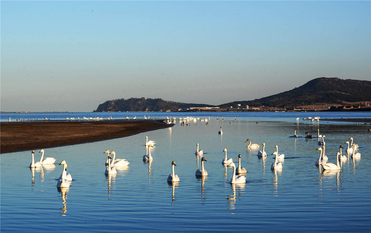 荣成天鹅湖景区图片