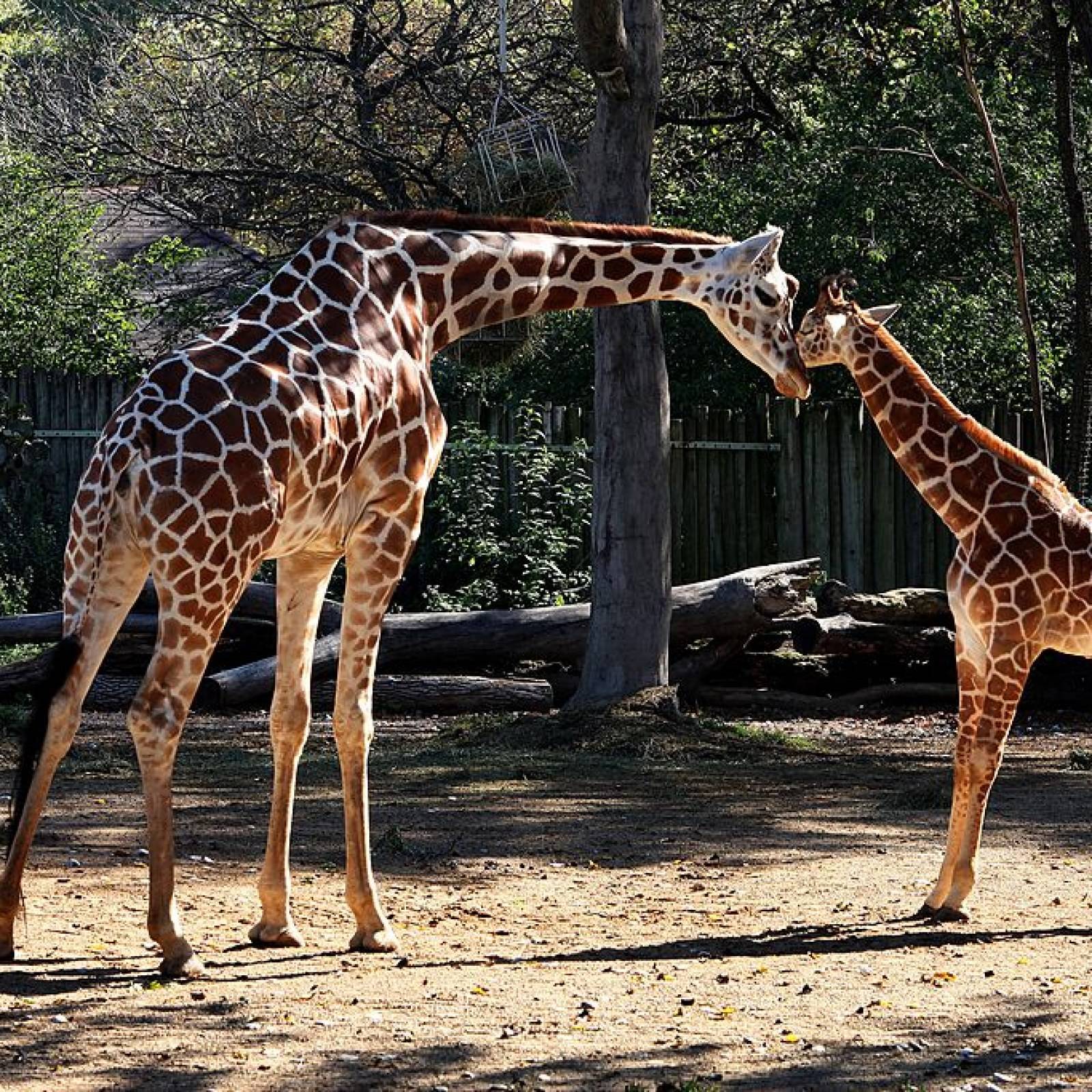 南非两头长颈鹿遭雷劈科学家公园里就8头2头还挨雷击