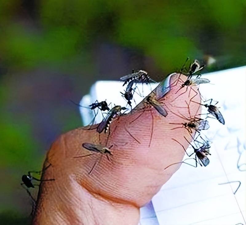 原创还嫌弃广东蚊子不够多广州每年放飞500万只蚊子到底想干吗