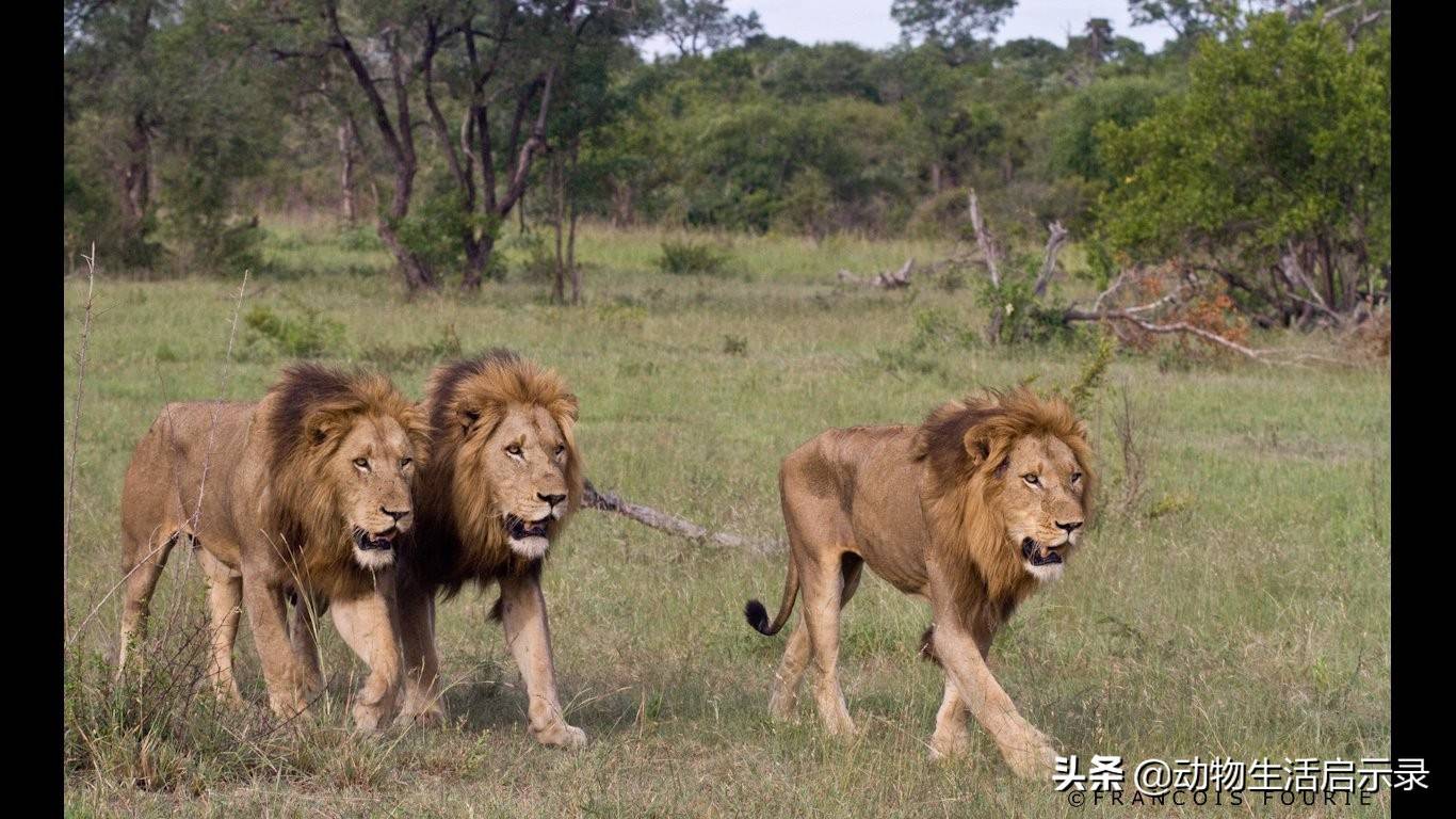 赛拉提雄狮联盟第二集:对阵保卫者雄狮联盟,勉强做到自保_狮群_老二