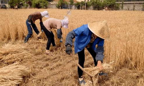 那时候的小麦收割全靠人工,人手少的话一块麦子要割几天,如果收割不