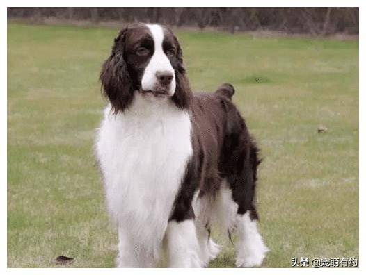 身材矮小史宾格犬,在警犬界的缉毒,搜救,搜爆三个领域荣获第一