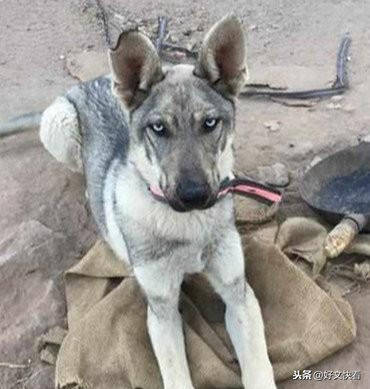 原创买回只狼青狗看家陌生人来到家中却是这反应主人直呼白养了