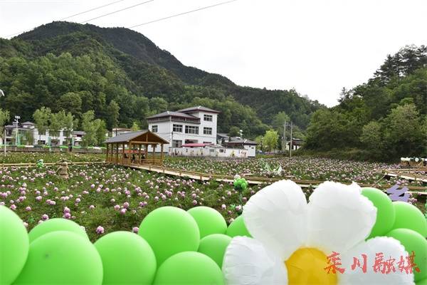 栾川县冷水镇高山牡丹文化节开幕