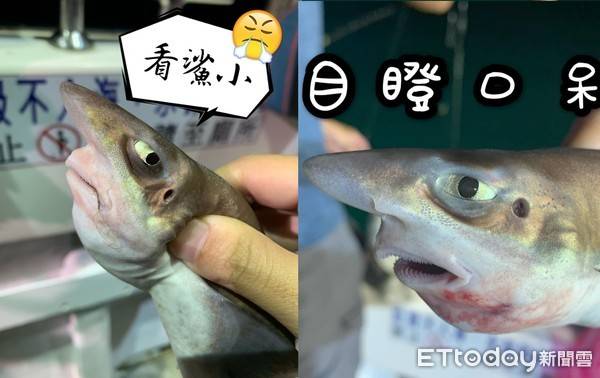 原创鲨鱼宝宝被捕上岸白眼瞪人7张表情包笑爆