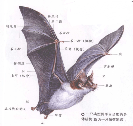 世界上的吸血蝙蝠是怎么生存的?蝙蝠是代表"福",还是吸血鬼?