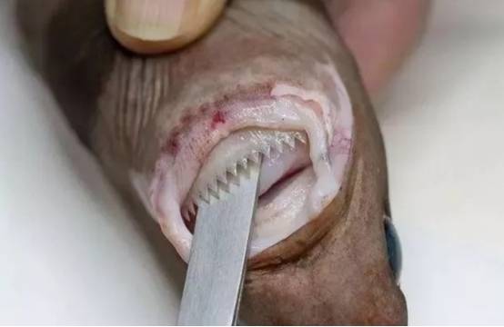 雪茄达摩鲨的牙齿图片