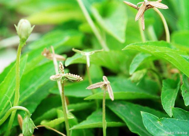 《本草綱目·草部·紫花地丁》中稱它是箭頭草,獨行虎,羊角子,米布袋.