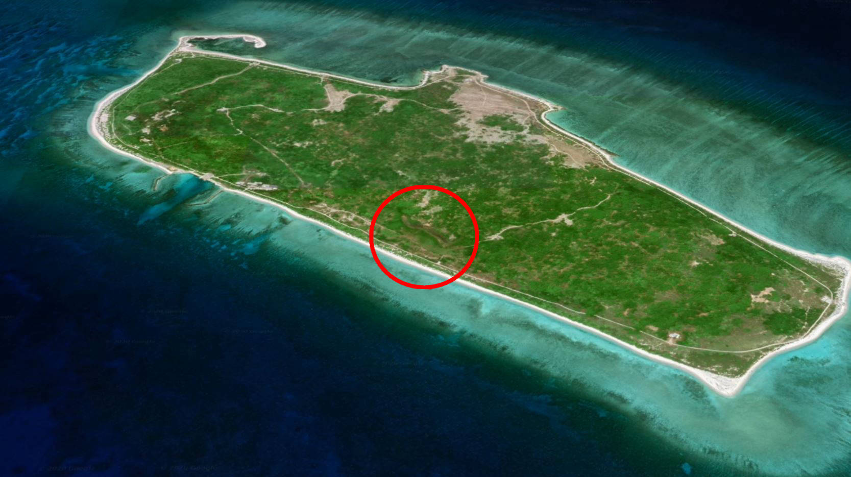 原创中国南海唯一有野牛群的岛屿孤岛繁衍300多年它们来自何方