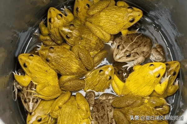 原创水塘出现大量金黄色青蛙场面震撼青蛙为什么会变黄色
