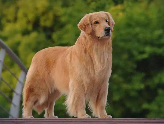 原创100斤的金毛正常吗金毛的平均寿命有多长