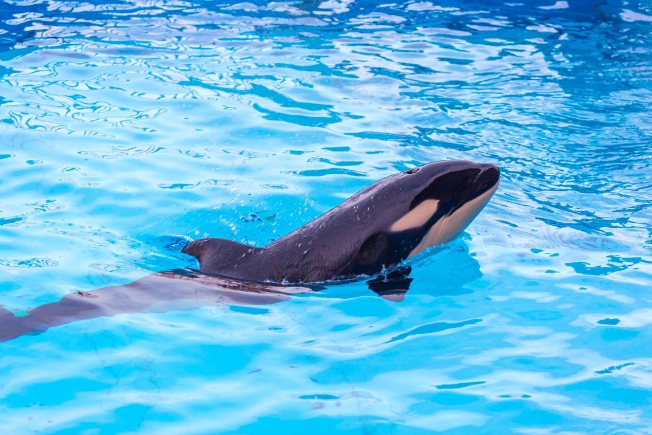 新生美好侬好小虎鲸