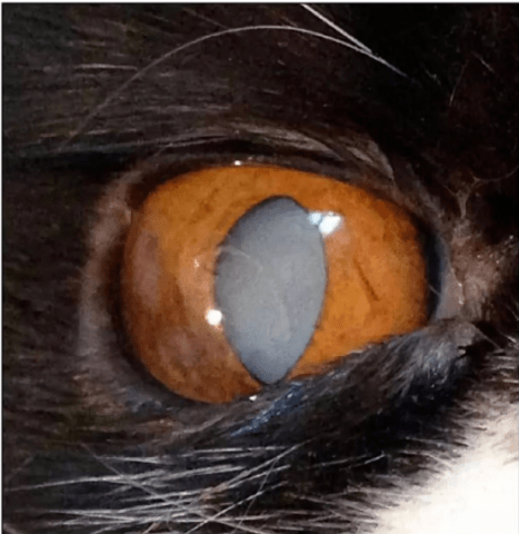 了解猫咪的白内障