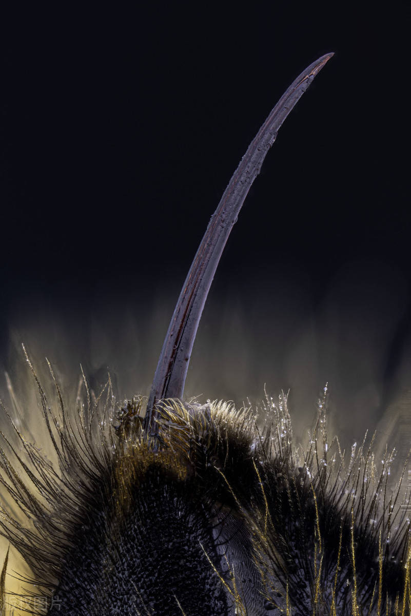 小型生物自保的最强方式用毒刺自卫