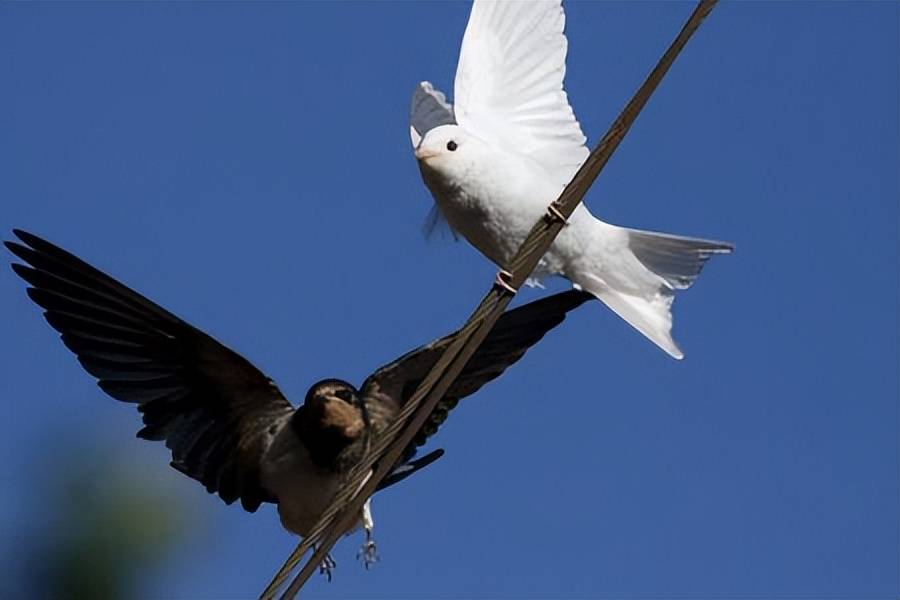 陕西一居民家中惊现罕见纯白燕子!究竟是何原因?_白色_物种_好事