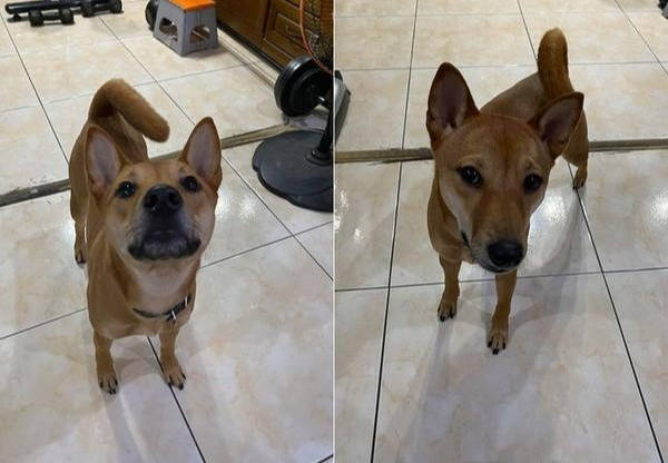 原创下楼看到无头狗差点把主人吓死每年都有狗因此丧命