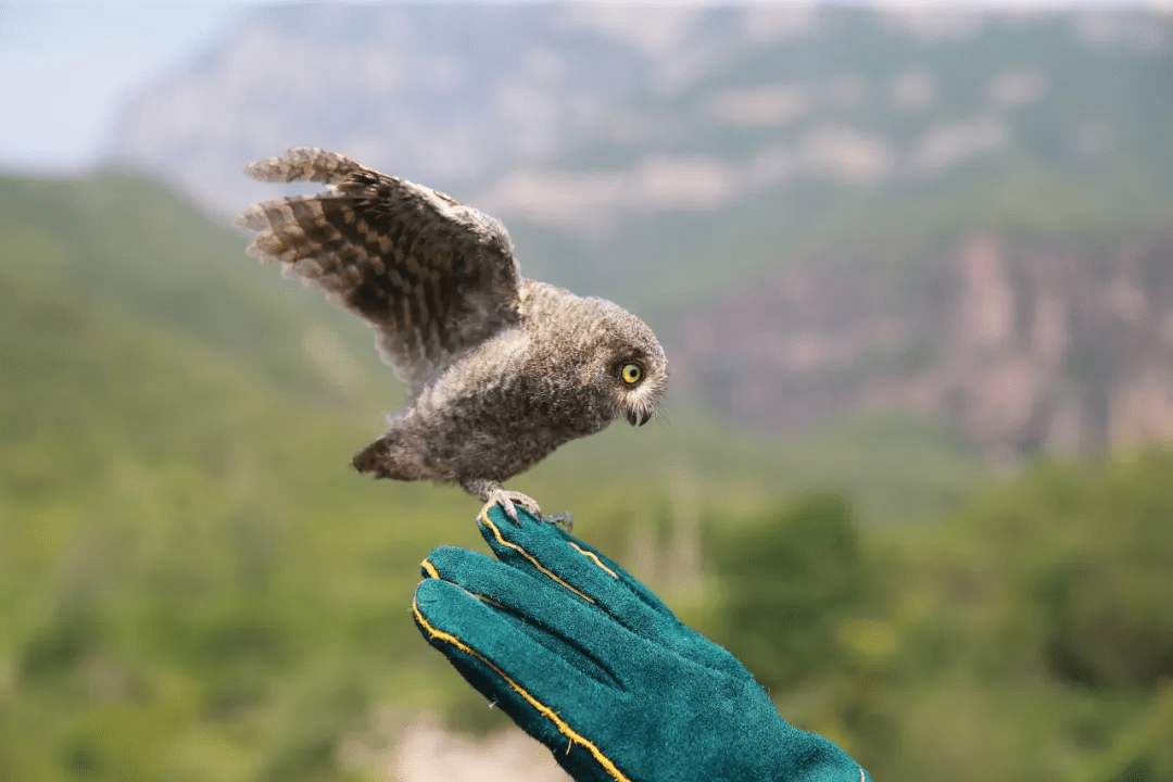 近百隻野生動物在雲臺山放歸自然_保護_焦作市_河南省