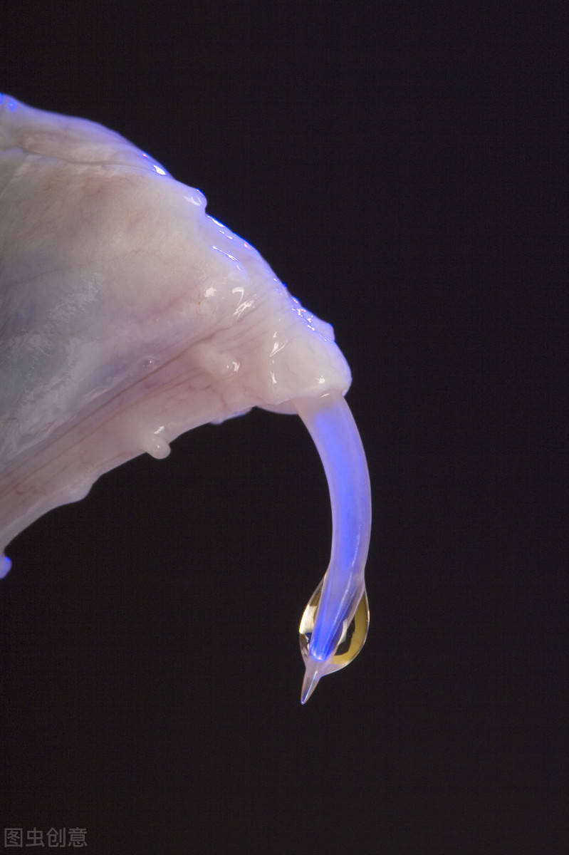 原创亚洲广泛存在的烂肉王草木皆枯的五步毒蛇尖吻蝮