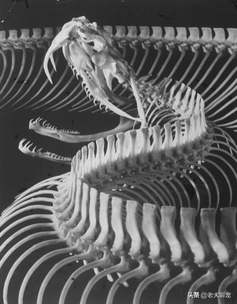 动物_蟒蛇_攻击