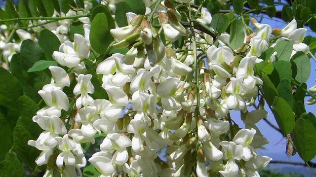原创今天美食减肥食品鸡蛋槐树花饼媳妇吃了越来越漂亮了
