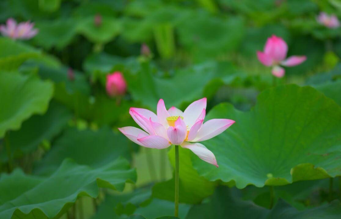 仲夏五月荷花八首