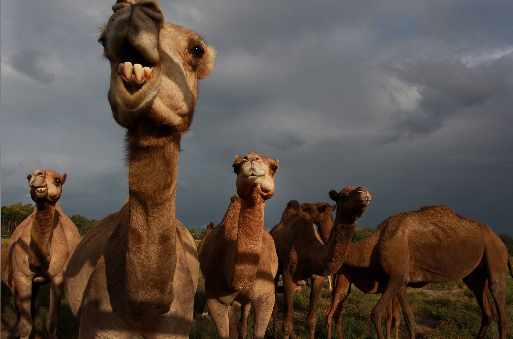 原创吃仙人掌刺拉浓缩尿唯一坐姿交配的有蹄类骆驼为何这么强