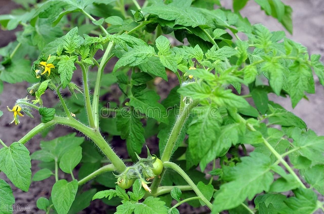 丰产提质 螯聚能磷酸二氢钾 多元螯合中性硼,促进番茄植株长势整齐