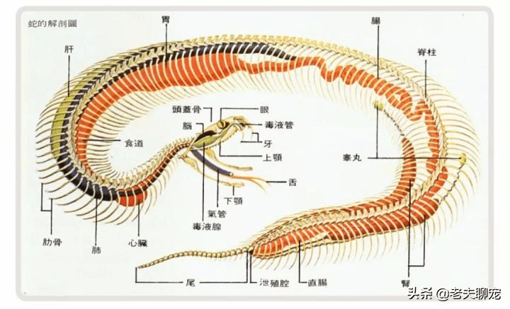 原创猫蛇大战令人闻风丧胆的毒蛇为何猫主子却一点不怕