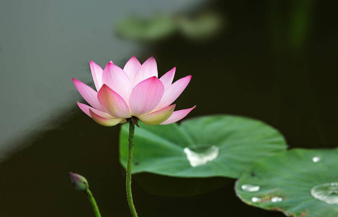 仲夏五月荷花八首