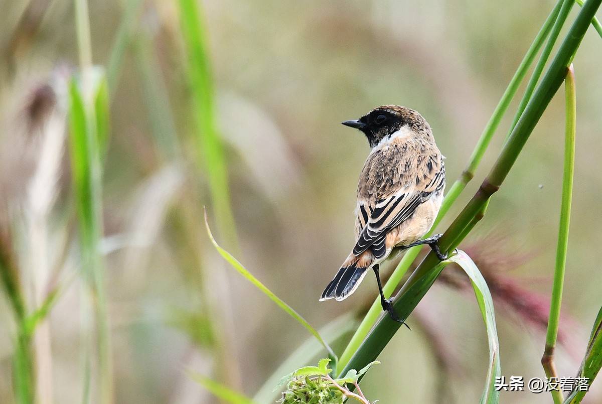 原创北京沙河拍鸟笔记长着一双美脚的鹤鹬49图