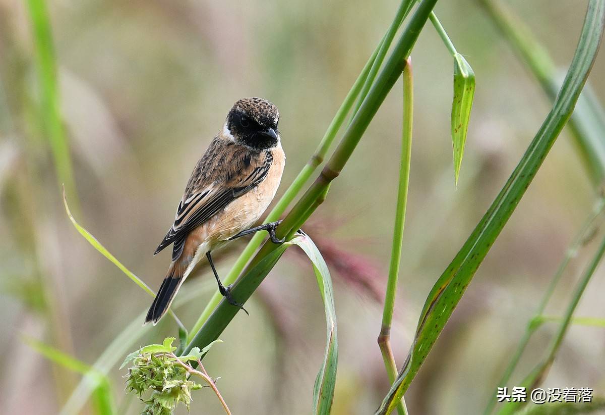 原创北京沙河拍鸟笔记长着一双美脚的鹤鹬49图