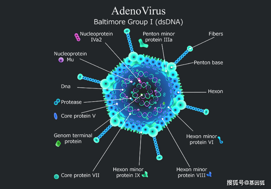 经验分享腺病毒载体在肿瘤基因治疗和基因疫苗领域的应用研究进展