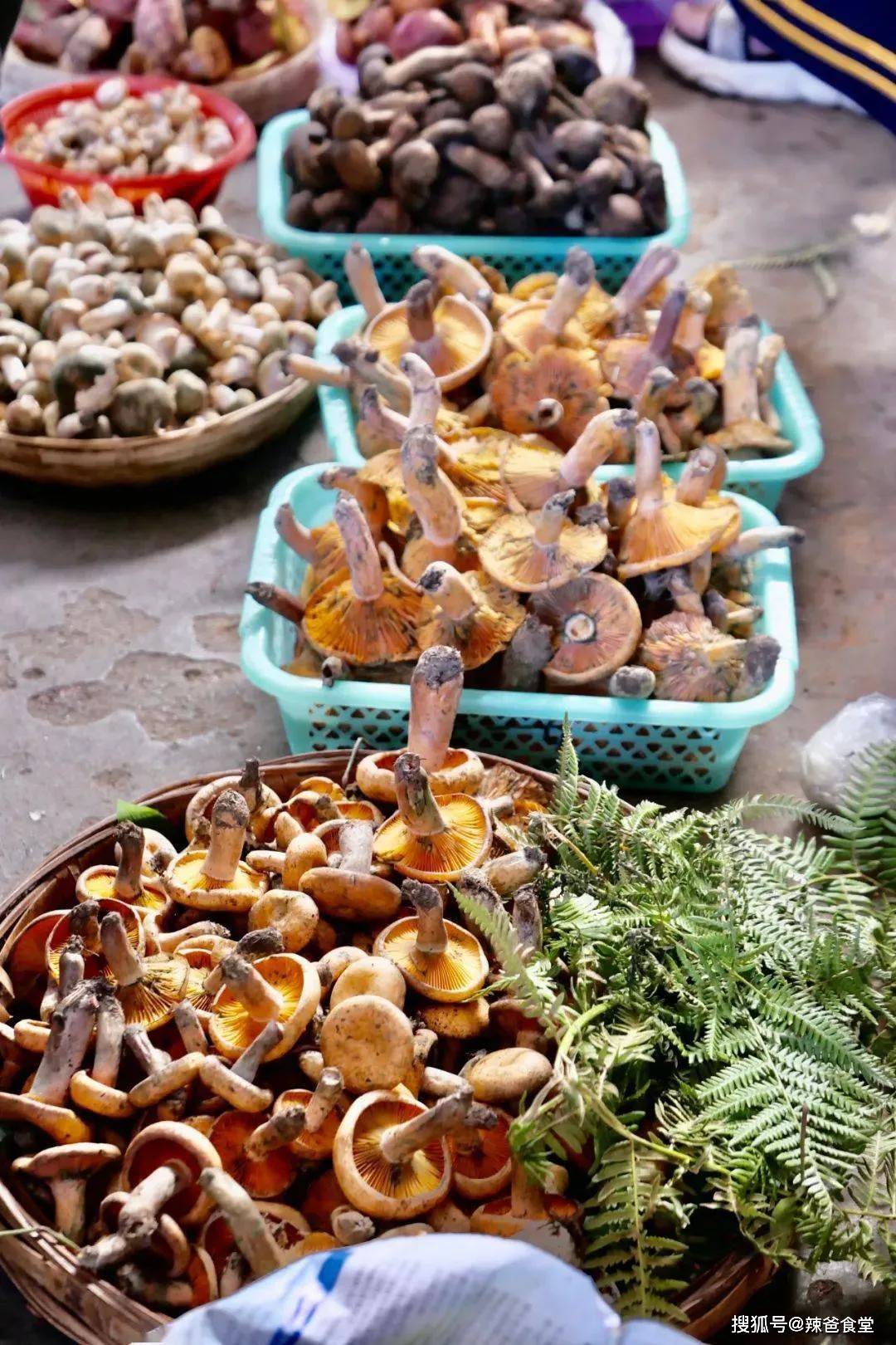 如何吃遍菌菇季？森林中蘑菇的小秘密_凤凰旅游