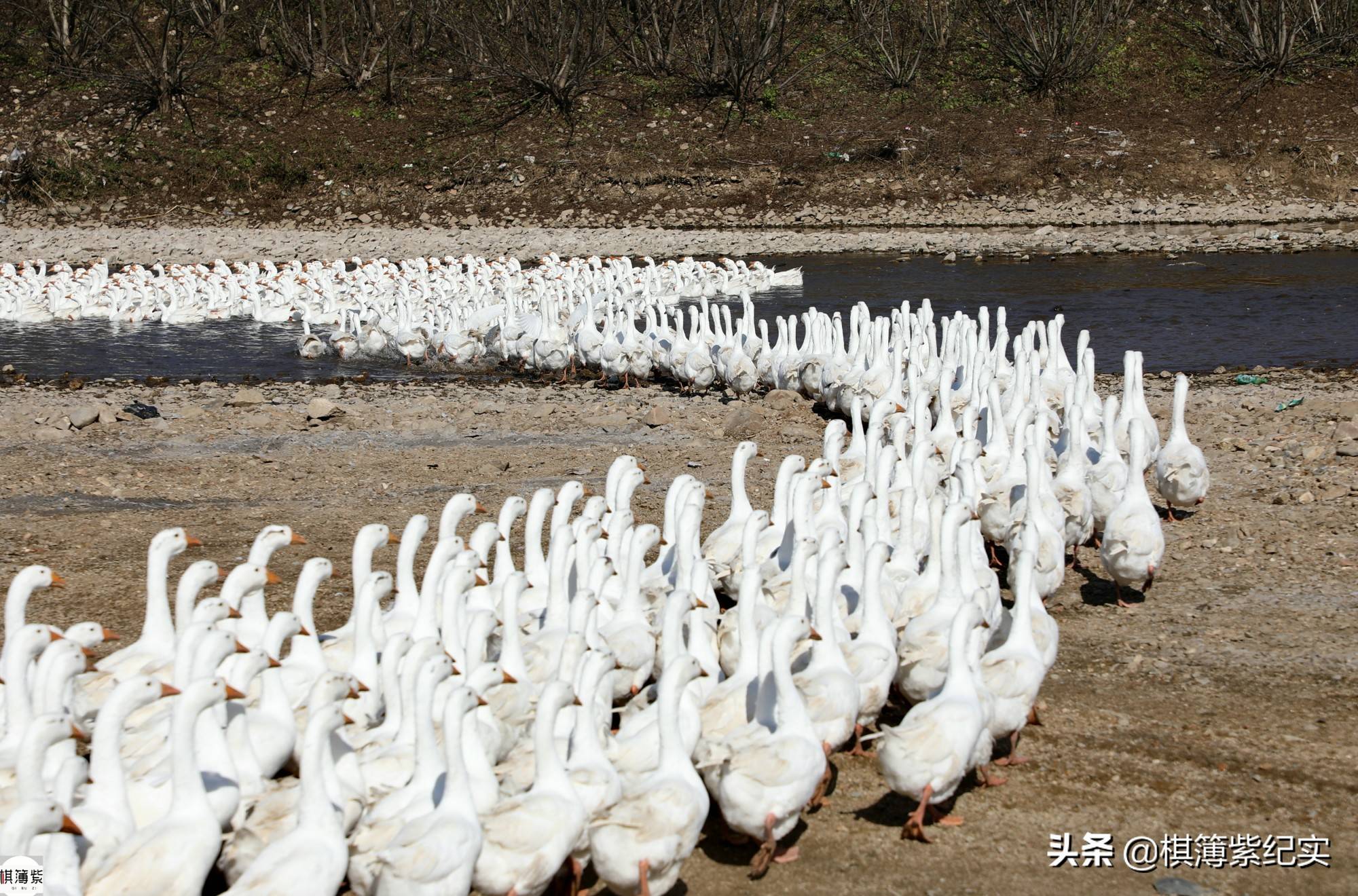 2000只大鹅"军团"迁徙,主人道出"一夫多妻"的秘密_霍庆海_时尚_苏子沟