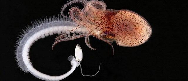 特别是雄性小章鱼,主要靠漂浮在海面,碰到什么吃什么,主要是海蛞蝓和