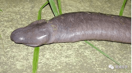 千奇百怪一眼销魂你见过这些长相最奇特的动物吗04图文版