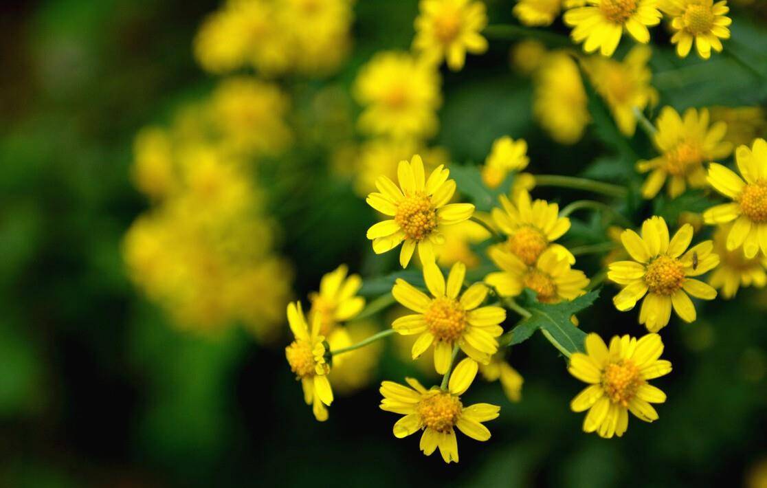 晚秋红叶黄花明丽诗词五首 红叶黄花三峡雨 高风亮节一天秋 白朴 菊花 秋色