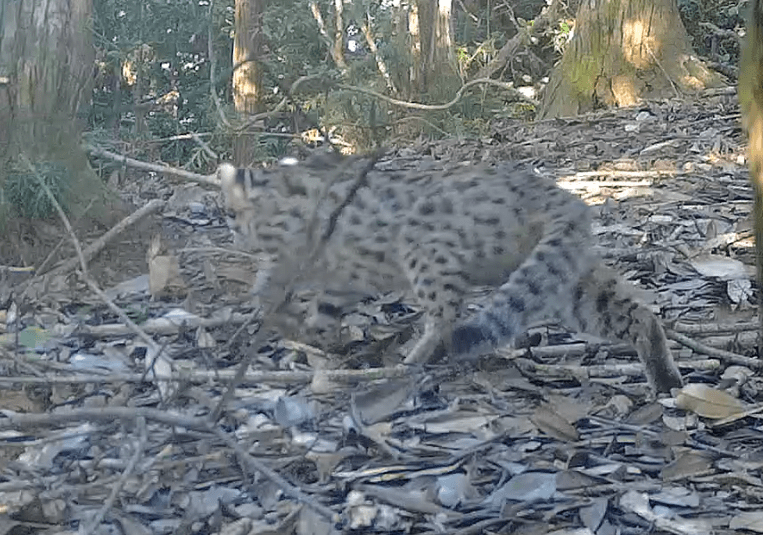 原创罕见江西九岭山国家级自然保护区首次白天发现豹猫觅食活动