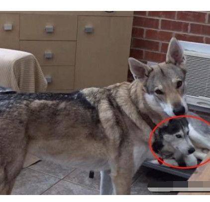 把狼和哈士奇养在一起半年后主人感动狼谁要谁带走