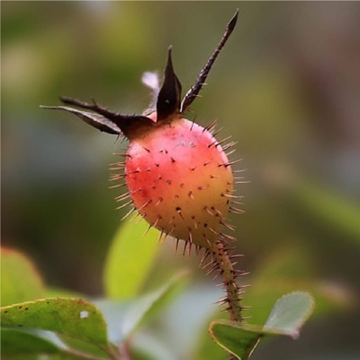 80后的童年回忆杀漫山遍野找果子看完垂涎三尺